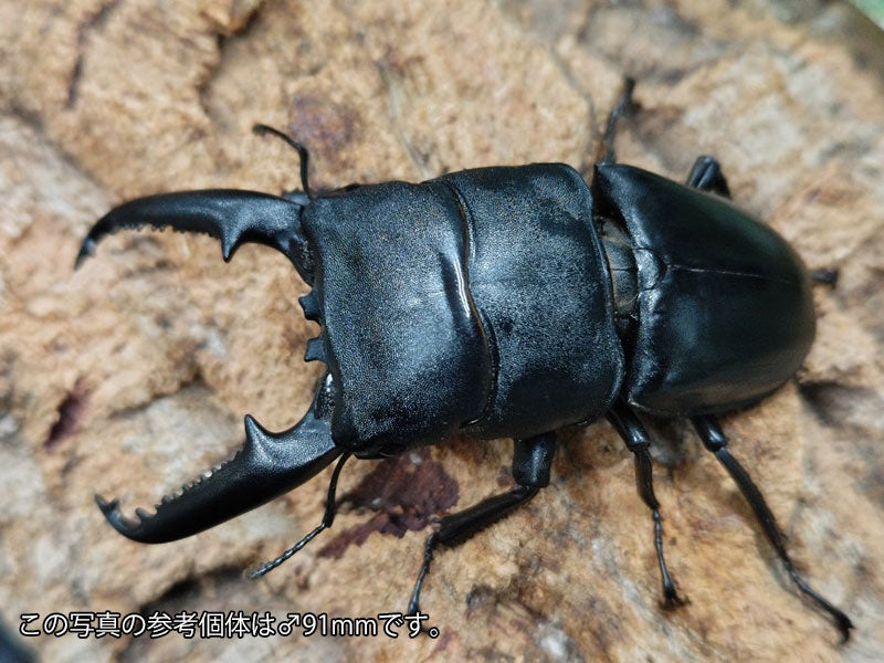 パラワンオオヒラタクワガタ フィリピン パラワン島Mt.ガントン産 ペア（累代WD ♂83mm ♀Freemm ）