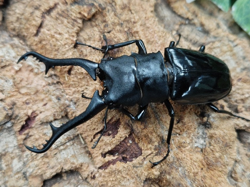ギラファノコギリクワガタ(亜種マキタイ) – クワガタムシ・カブトムシ