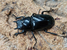 画像をギャラリービューアに読み込む, ギラファノコギリクワガタ(亜種マキタイ) フィリピン ミンドロ島産 ペア（累代WD ♂90mm ♀Freemm ）
