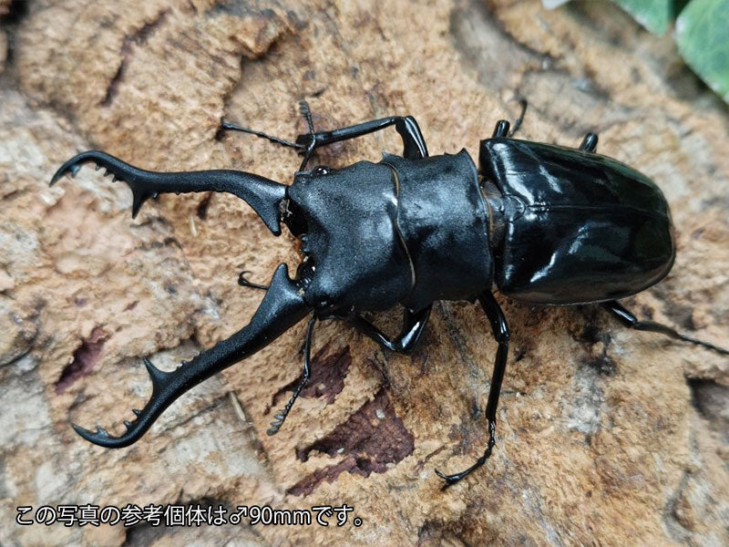 ギラファノコギリクワガタ(亜種マキタイ) フィリピン ミンドロ島産 ペア（累代WD ♂82mm ♀Freemm ）