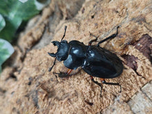 画像をギャラリービューアに読み込む, インペリアリスツヤクワガタ フィリピン パラワン島バタラダ産 ペア（累代WD ♂67mm ♀Freemm ）
