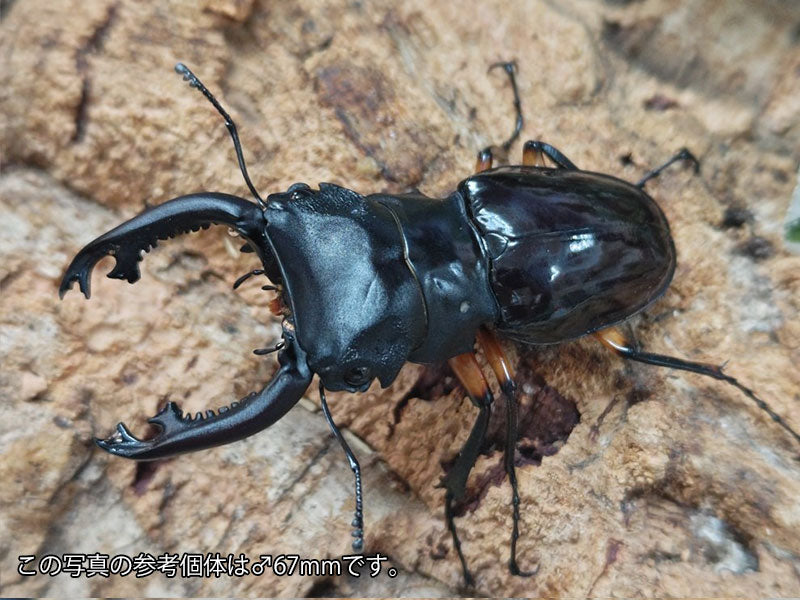 インペリアリスツヤクワガタ フィリピン パラワン島バタラダ産 ペア（累代WD ♂66mm ♀Freemm ）