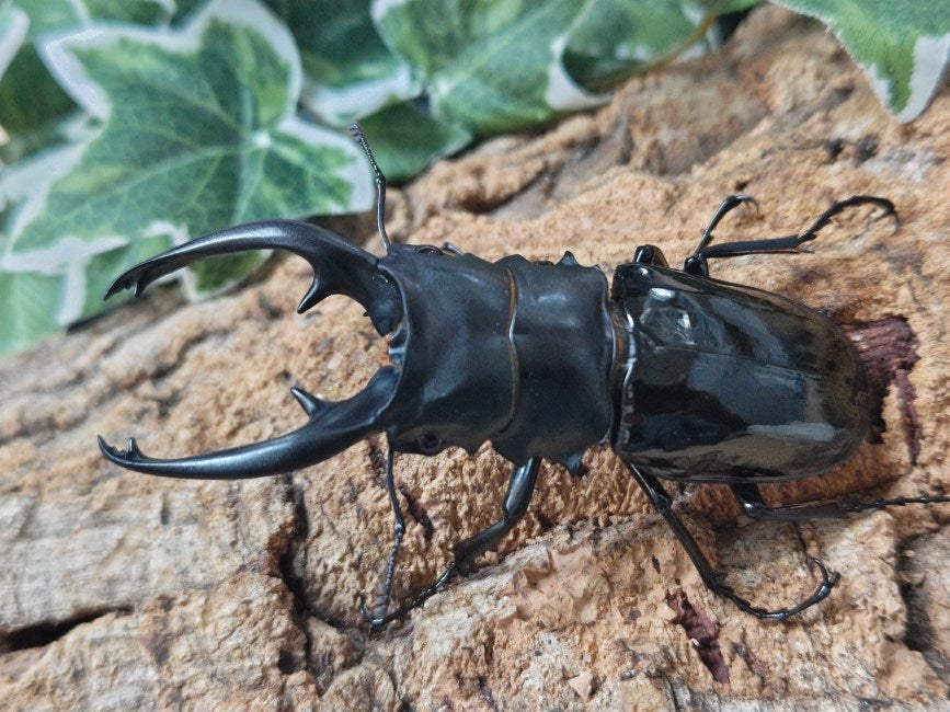 インターメディアツヤクワガタ フィリピン ネグロス島産 ペア（累代WD ♂95mm ♀Freemm ）