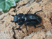 画像をギャラリービューアに読み込む, インターメディアツヤクワガタ フィリピン ネグロス島産 ペア（累代WD ♂93mm ♀Freemm ）
