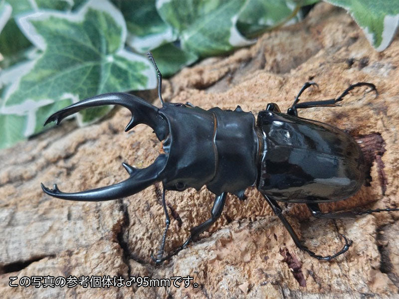 インターメディアツヤクワガタ フィリピン ネグロス島産 ペア（累代WD ♂90mm ♀Freemm ）