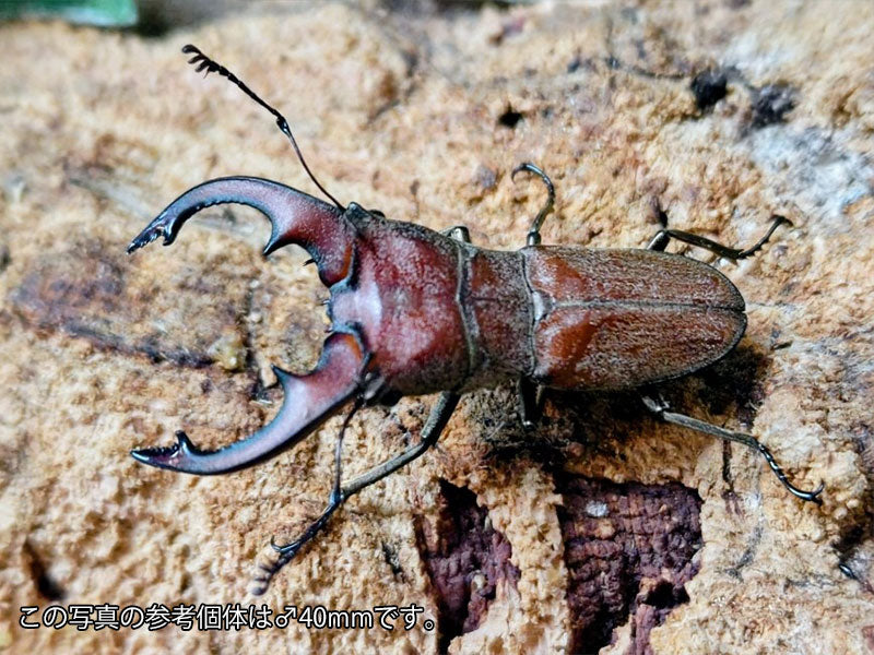 スズムラホソアカクワガタ フィリピン パラワン島ロハス産 ペア（累代WD ♂39mm ♀Freemm ）