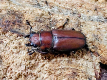 画像をギャラリービューアに読み込む, スズムラホソアカクワガタ フィリピン パラワン島ロハス産 ペア（累代WD ♂37mm ♀Freemm ）
