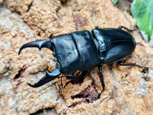 画像をギャラリービューアに読み込む, 本土ヒラタクワガタ 京都府 産 ペア（累代WF1 ♂65mm 2025/7 ♀Freemm 2025/7）
