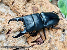 画像をギャラリービューアに読み込む, 本土ヒラタクワガタ 京都府 産 ペア（累代WF1 ♂64mm 2025/7 ♀Freemm 2025/7）
