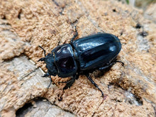 画像をギャラリービューアに読み込む, 本土ヒラタクワガタ 京都府 産 ペア（累代WF1 ♂62mm 2025/7 ♀Freemm 2025/7）
