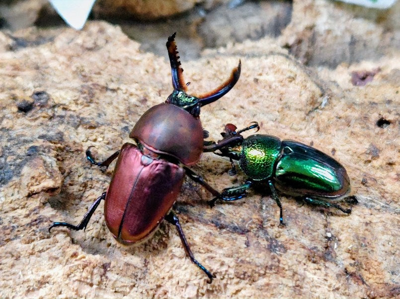 パプアキンイロクワガタ インドネシア イリアン・ワメナ産 ペア（累代CB ♂マジョラFreemm 2025/10 ♀グリーンFreemm 2025/10）