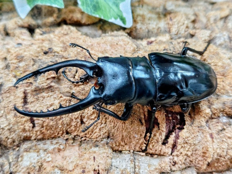 コンフキウスノコギリクワガタ ベトナム イェンバイ産 ペア（累代CB ♂A'90(翅シワ有)mm 2025/8 ♀Freemm 2025/7）