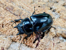 画像をギャラリービューアに読み込む, コンフキウスノコギリクワガタ ベトナム イェンバイ産 ペア（累代CB ♂82mm 2025/8 ♀Freemm 2025/7）
