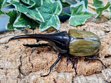 画像をギャラリービューアに読み込む, D.H.ヘラクレス フランス領 グアドループ産 ペア（累代CB ♂134mm 2025/10 ♀Freemm 2025/10）
