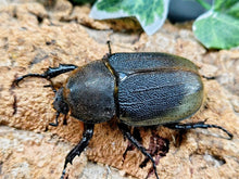 画像をギャラリービューアに読み込む, D.H.ヘラクレス フランス領 グアドループ産 ペア（累代CB ♂134mm 2025/10 ♀Freemm 2025/10）
