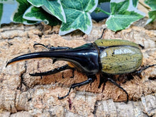 画像をギャラリービューアに読み込む, D.H.ヘラクレス フランス領 グアドループ産 ペア（累代CB ♂132mm 2025/10 ♀Freemm 2025/10）
