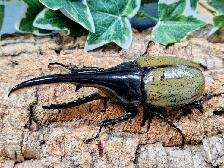 D.H.ヘラクレス フランス領 グアドループ産 ペア（累代CB ♂132mm 2025/10 ♀Freemm 2025/10）