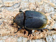 画像をギャラリービューアに読み込む, D.H.リッキー コロンビア サンタンデール産 ペア（累代CB ♂150mm 2025/10 ♀Freemm 2025/9）
