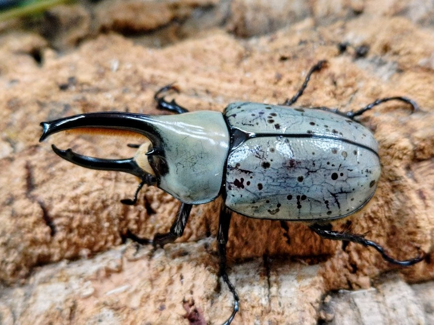 グラントシロカブト アメリカ合衆国 アリゾナ州産 ペア（累代CB ♂65mm 2025/10 ♀Freemm 2025/10）