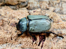 画像をギャラリービューアに読み込む, グラントシロカブト アメリカ合衆国 アリゾナ州産 ペア（累代CB ♂65mm 2025/10 ♀Freemm 2025/10）
