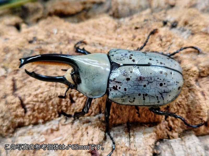 グラントシロカブト アメリカ合衆国 アリゾナ州産 ペア（累代CB ♂64mm 2025/10 ♀Freemm 2025/10）