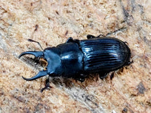 画像をギャラリービューアに読み込む, ラムリーネブトクワガタ インドネシア ペレン島産 ペア（累代WD ♂19mm ♀Freemm ）
