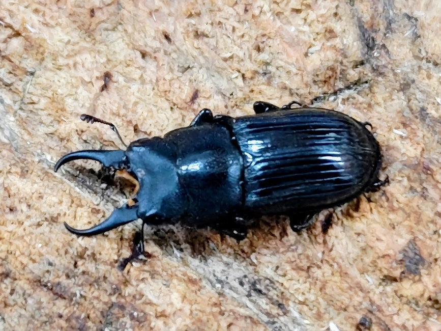 ラムリーネブトクワガタ インドネシア ペレン島産 ペア（累代WD ♂19mm ♀Freemm ）