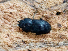 画像をギャラリービューアに読み込む, ラムリーネブトクワガタ インドネシア ペレン島産 ペア（累代WD ♂19mm ♀Freemm ）
