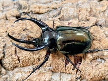 画像をギャラリービューアに読み込む, アトラスオオカブト(原名亜種) インドネシア スラウェシ島パロロ・パル産 ペア（累代WD ♂84mm ♀Freemm ）
