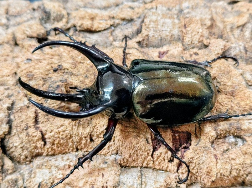 アトラスオオカブト(原名亜種) インドネシア スラウェシ島パロロ・パル産 ペア（累代WD ♂84mm ♀Freemm ）