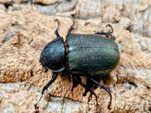 画像をギャラリービューアに読み込む, アトラスオオカブト(原名亜種) インドネシア スラウェシ島パロロ・パル産 ペア（累代WD ♂84mm ♀Freemm ）
