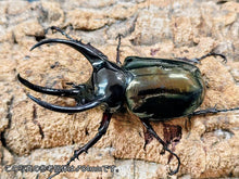 画像をギャラリービューアに読み込む, アトラスオオカブト(原名亜種) インドネシア スラウェシ島パロロ・パル産 ペア（累代WD ♂83mm ♀Freemm ）
