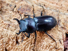 画像をギャラリービューアに読み込む, オキナワコクワガタ(リュウキュウコクワガタ) 沖縄県 国頭郡大宣見村上原産 ペア（累代WD ♂28mm ♀27mm ）
