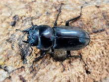 画像をギャラリービューアに読み込む, オキナワコクワガタ(リュウキュウコクワガタ) 沖縄県 国頭郡大宣見村上原産 ペア（累代WD ♂28mm ♀27mm ）
