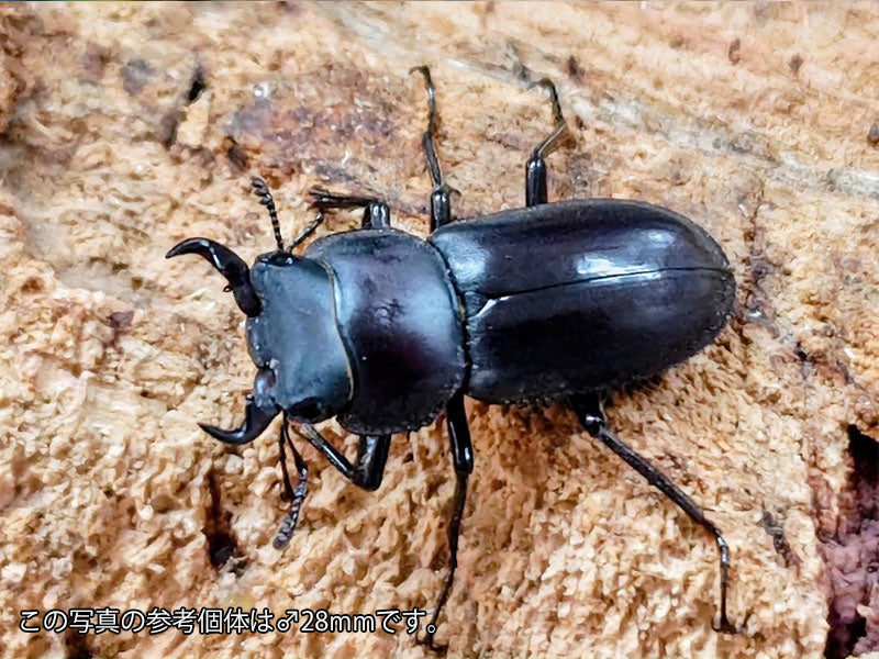 オキナワコクワガタ(リュウキュウコクワガタ) 沖縄県 国頭郡大宣見村上原産 ペア（累代WD ♂26mm ♀26mm ）