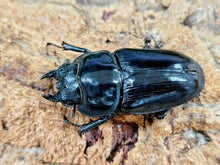 画像をギャラリービューアに読み込む, 国産オオクワガタ(MOTOKI-SP/Nライン他) 兵庫県 川西市産 ペア（累代CB ♂ちなみ爆発ラインAAA短R81mm 2025/9 ♀54mm 2025/8）
