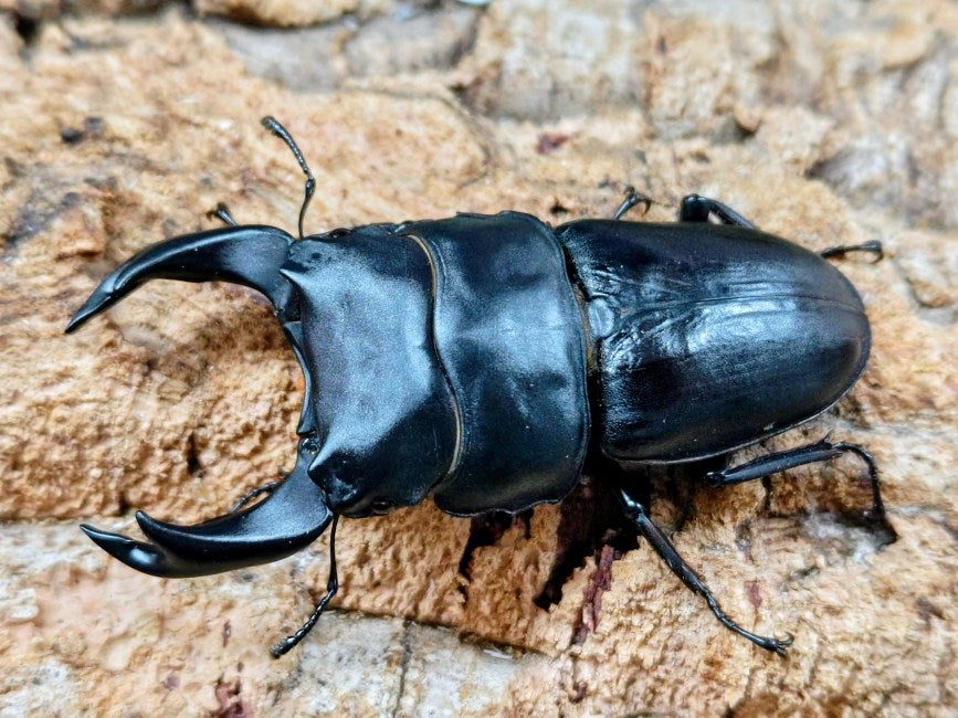 国産オオクワガタ(MOTOKI-SP/Nライン他) 兵庫県 川西市産 ペア（累代CB ♂ちなみ爆発ラインAAA短R80mm 2025/9 ♀54mm 2025/8）