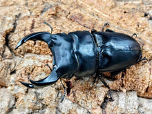 画像をギャラリービューアに読み込む, 国産オオクワガタ(MOTOKI-SP/Nライン他) 兵庫県 川西市産 ペア（累代CB ♂ちなみ爆発ラインAAB短R79(軽いアゴズレ)mm 2025/9 ♀53mm 2025/8）
