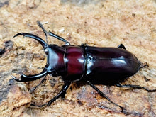 画像をギャラリービューアに読み込む, モーレンカンプコクワガタ 中国 昆明市産 ペア（累代WF4 ♂30mm 2025/9 ♀Freemm 2025/9）
