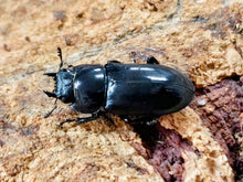 画像をギャラリービューアに読み込む, モーレンカンプコクワガタ 中国 昆明市産 ペア（累代WF4 ♂30mm 2025/9 ♀Freemm 2025/9）
