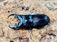 画像をギャラリービューアに読み込む, プラティオドンネブトクワガタ(亜種レオポルディ) インドネシア イリアン産 ペア（累代WF3 ♂38mm 2025/6 ♀25mm 2025/6）

