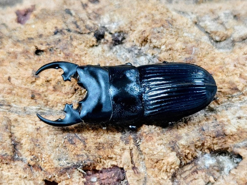 プラティオドンネブトクワガタ(亜種レオポルディ) インドネシア イリアン産 ペア（累代WF3 ♂38mm 2025/6 ♀25mm 2025/6）