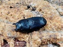 画像をギャラリービューアに読み込む, プラティオドンネブトクワガタ(亜種レオポルディ) インドネシア イリアン産 ペア（累代WF3 ♂38mm 2025/6 ♀25mm 2025/6）
