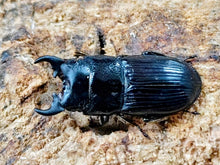 画像をギャラリービューアに読み込む, チェリフェルネブトクワガタ マレーシア ケランタン州コタバル産 ペア（累代WF3 ♂A&#39;21(左前脚符節欠)mm 2025/8 ♀Freemm 2025/8）
