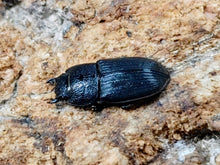 画像をギャラリービューアに読み込む, チェリフェルネブトクワガタ マレーシア ケランタン州コタバル産 ペア（累代WF3 ♂A&#39;21(左前脚符節欠)mm 2025/8 ♀Freemm 2025/8）
