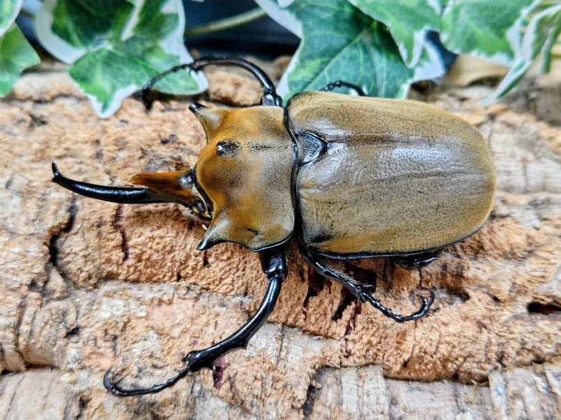 国産外国産カブトムシ・クワガタムシ等昆虫専門店カラーズ