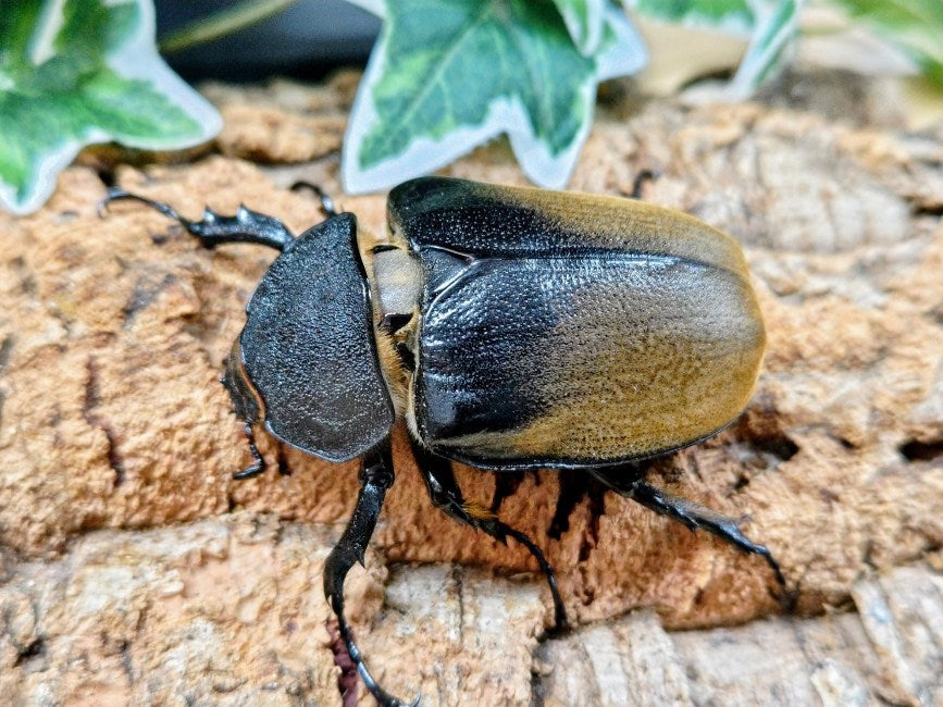 エレファスゾウカブト メキシコ カテマコ産 ペア（累代CB ♂115mm 2025