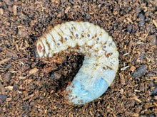 画像をギャラリービューアに読み込む, ネプチューンオオカブト幼虫 コロンビア サンタンデール産
