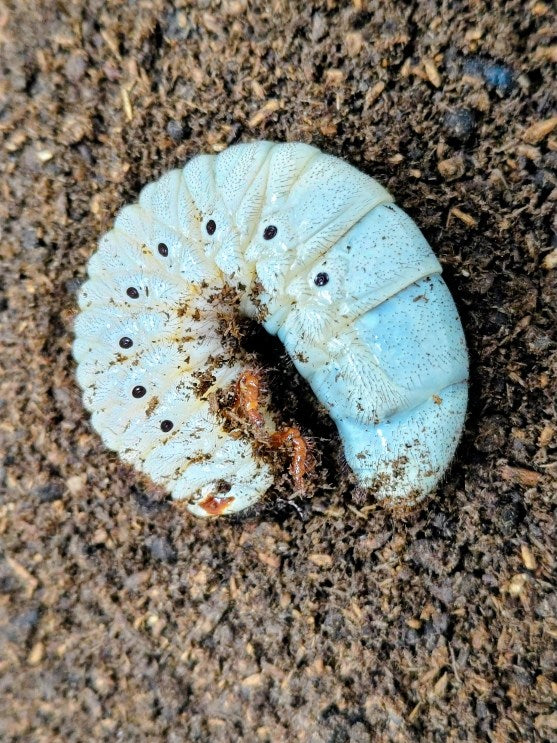 ネプチューンオオカブト幼虫 コロンビア サンタンデール産