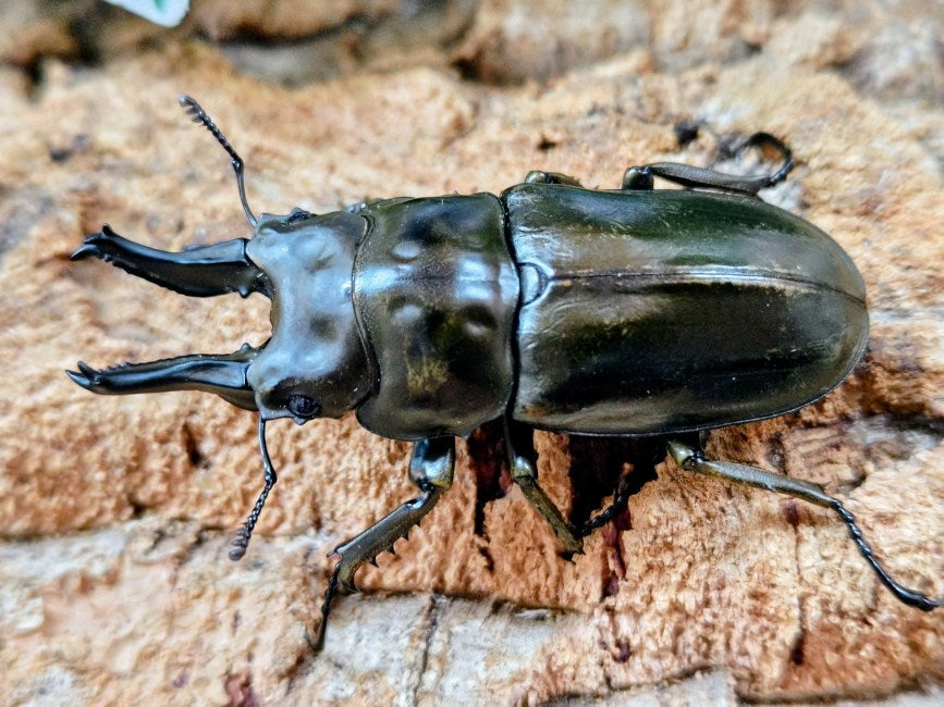 ローゼンベルグオウゴンオニ インドネシア ジャワ島Mt.ハリムン産 ペア（累代WD ♂68mm ♀49mm ）